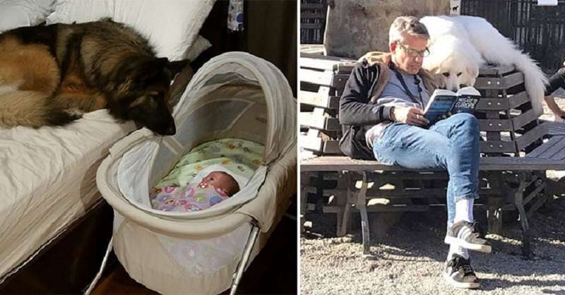 15 cani che non ne hanno mai abbastanza dei loro padroni e che vi faranno sciogliere il cuore