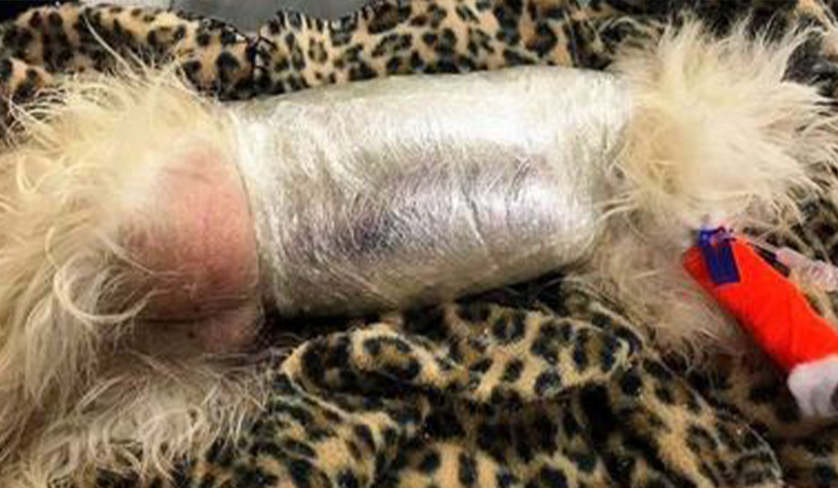Il proprietario porta il cane morente in ospedale, ma i veterinari lo avvolgono nella plastica
