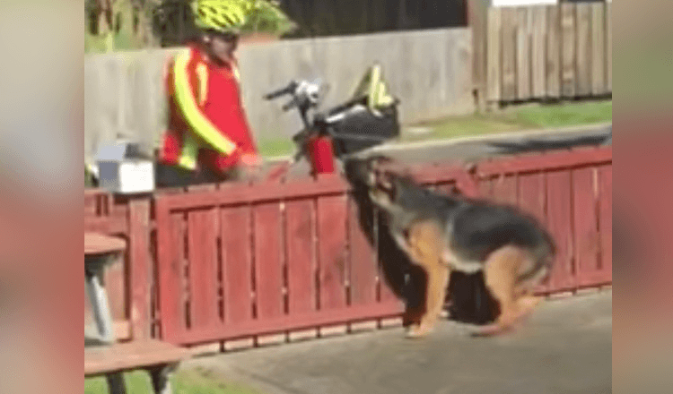 Una telecamera nascosta riprende la dolce routine del postino con un cane incompreso
