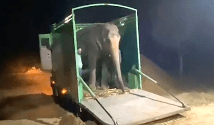 Un elefante cieco ha finalmente avuto il primo assaggio di libertà dopo 46 anni di abusi in cattività