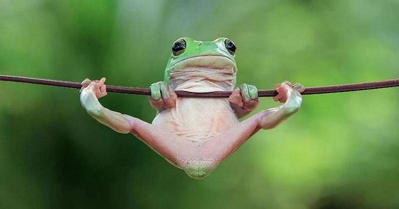 Un indonesiano cattura le sfaccettature inaspettate delle rane comuni