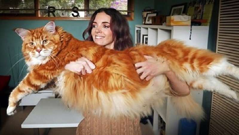 le 10 razze di gatti da compagnia più grandi per chi vuole essere inchiodato al divano da un trattore che fa le fusa