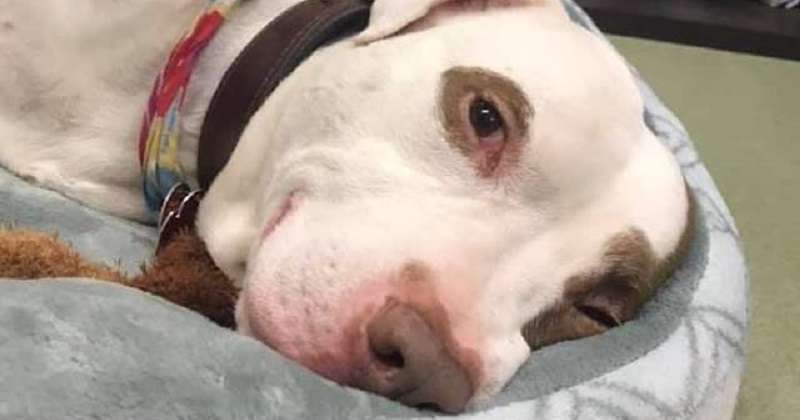 Nel rifugio è rimasto un solo cane abbandonato, che ha smesso di mangiare per noia