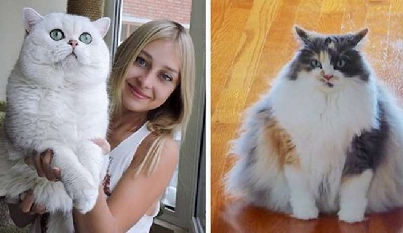 15 foto di enormi gatti domestici il cui splendore peloso può essere visto da lontano
