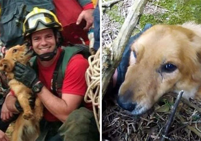 Un cane salvato dopo giorni di incagli sul fianco di una scogliera non smette di ringraziare i suoi soccorritori