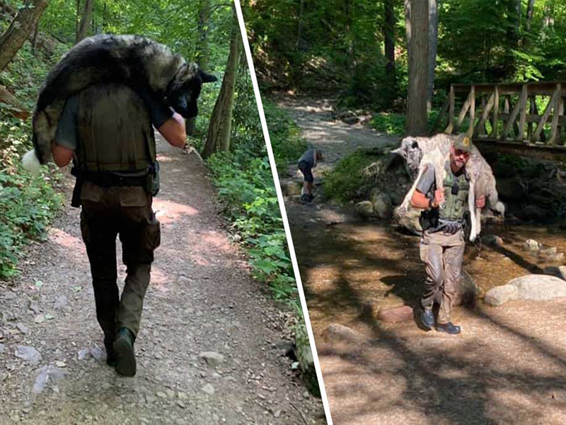 Un ranger trasporta sulle spalle un pastore tedesco di 100 kg esausto per chilometri per salvargli la vita