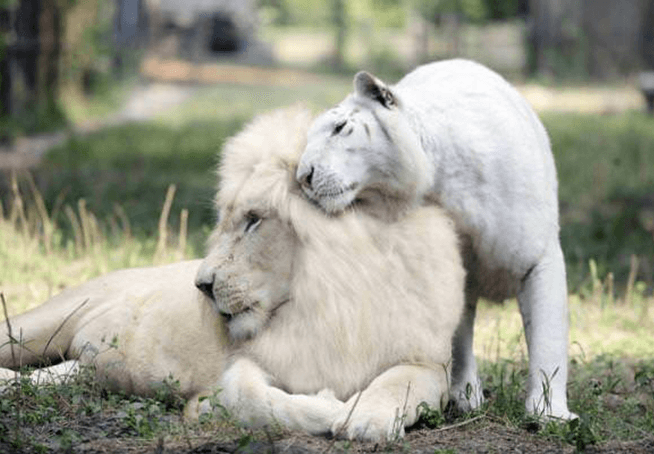 Il leone bianco e la tigre bianca hanno partorito insieme e sono le cose più adorabili della terra