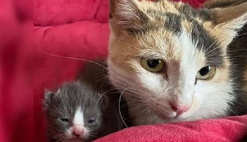 La gatta non voleva davvero perdere il suo ultimo gattino e le persone l’hanno aiutata, in tempo!