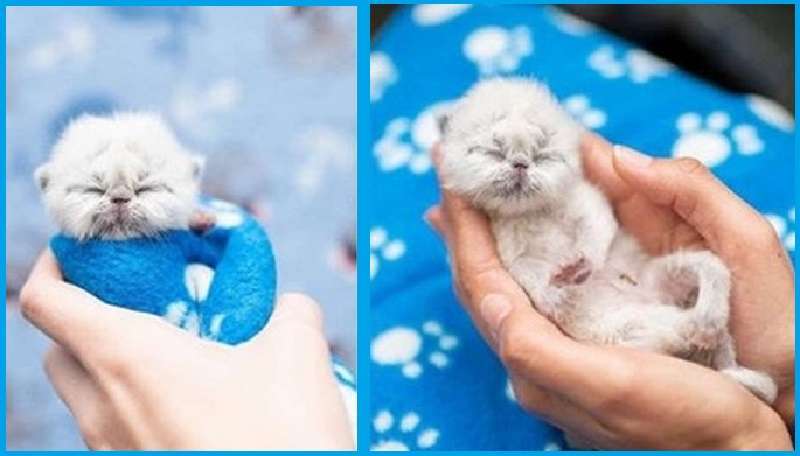 Un gattino soprannominato Grandpa sta conquistando i cuori delle persone