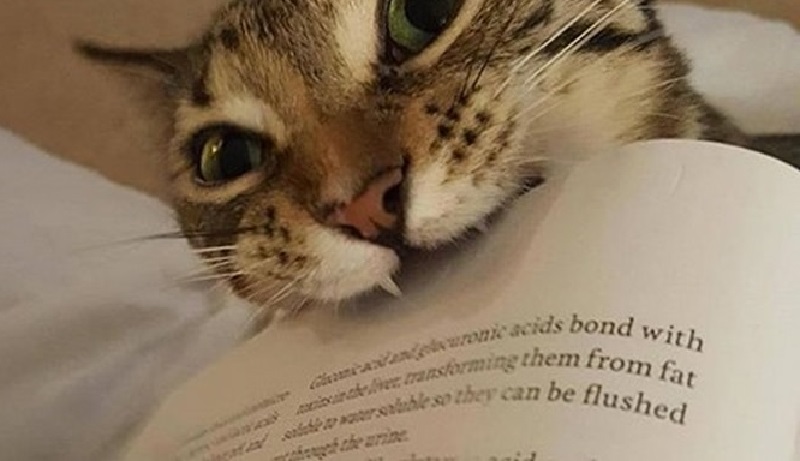 15 volte in cui si è sognato di ricevere un mare di amore felino ma si è ottenuto solo un oceano di problemi