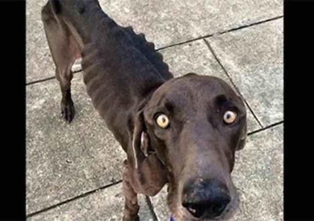 Il cane affamato che è sopravvissuto mangiando ramoscelli e sassi ottiene la sua felicità eterna