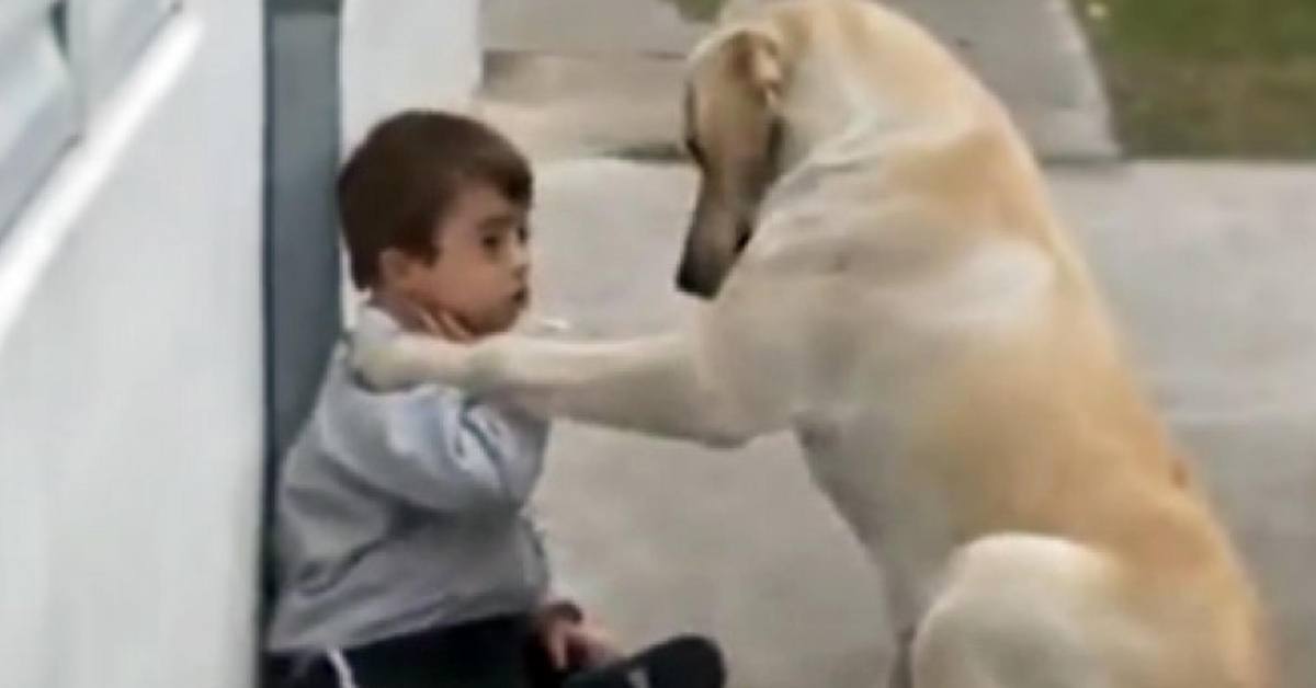Un cane si avvicina a un ragazzo con la sindrome di Down