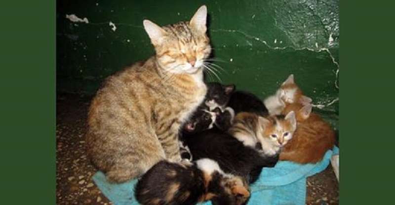 Come un gatto di casa è quasi diventato una reginetta di bellezza
