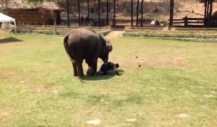 Elefante testimone di ‘A.tt.ack’ sulla sua badante e Rus.hes in soccorso