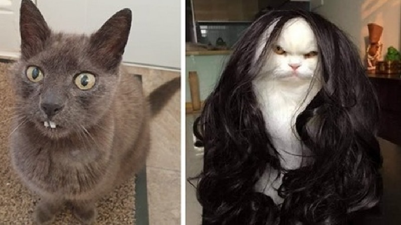 15 foto di gatti carini, buffi e strampalati che vi solleveranno facilmente il morale anche nei giorni più tristi