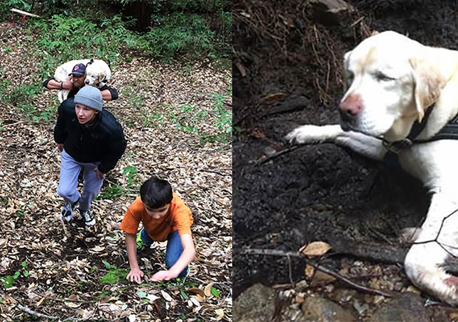 Cane cieco perso nella foresta da una settimana trovato e salvato da un vigile del fuoco