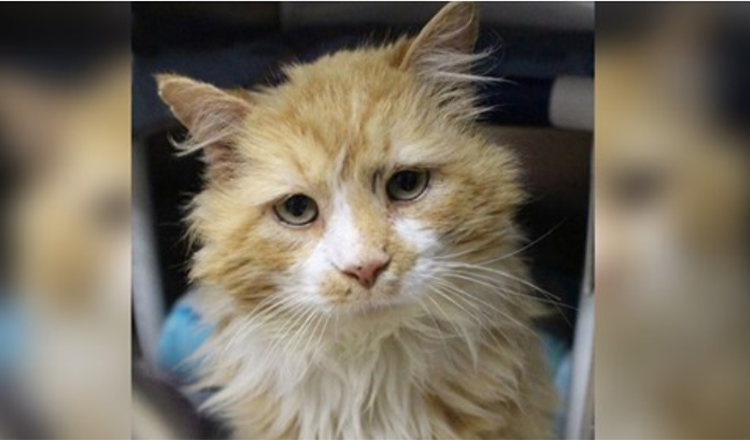 Dopo essere stato abbandonato da una famiglia, il gatto torna a piedi per 12 miglia solo per essere nuovamente rifiutato