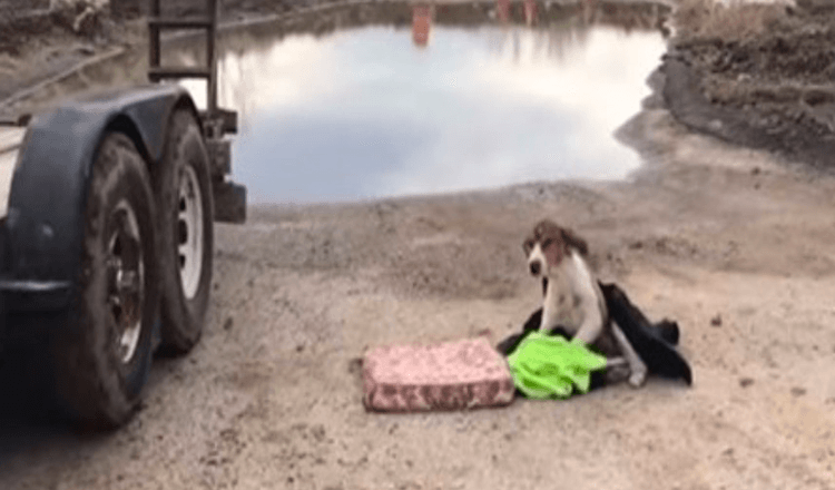 Il cane abbandonato che non si reggeva in piedi era in attesa di aiuto