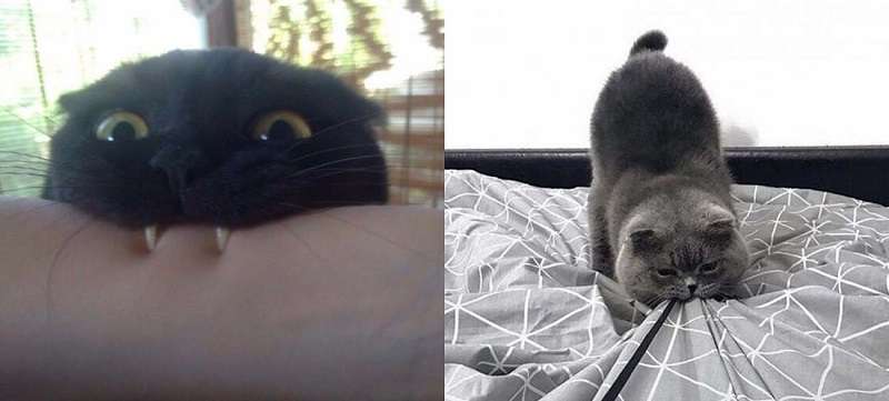 La filosofia dell’essere un gatto in foto: invidia, gente!