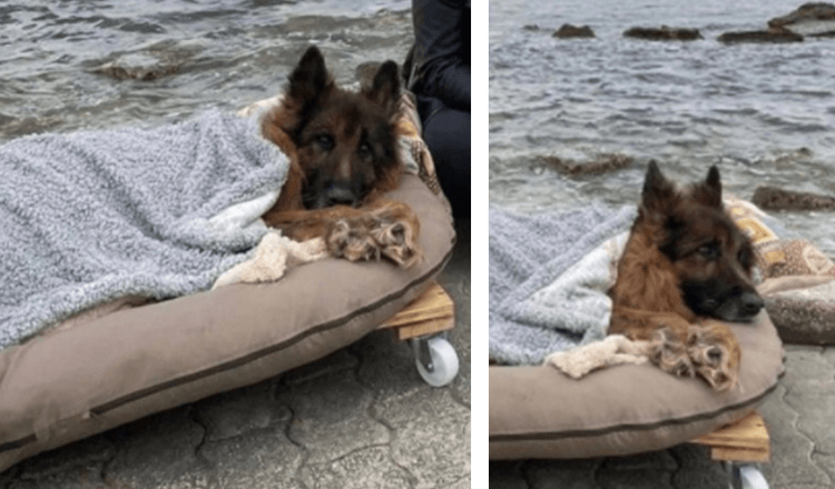 Cane anziano e paralizzato abbandonato incontra il mare e il vero amore prima di morire