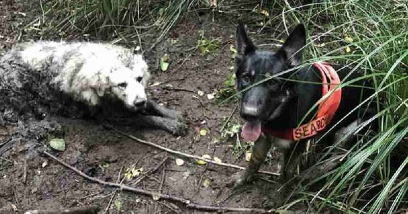 Un cane di servizio ha trovato un cane di grossa taglia che era rimasto fermo in una palude per due giorni..