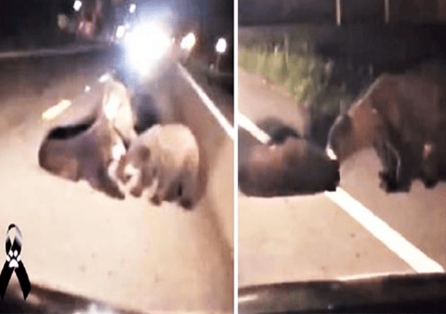 Mamma orso cerca disperatamente di salvare il figlio ferito in mezzo alla strada