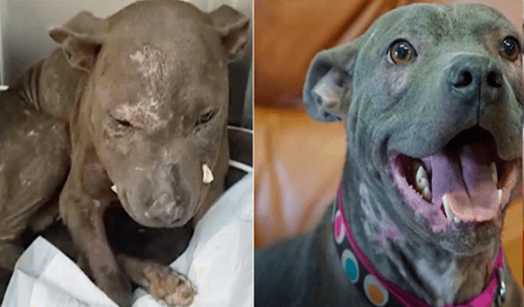 La cucciola è stata talmente maltrattata da non sembrare nemmeno un cane, ma il suo viaggio verso il recupero è fonte di ispirazione