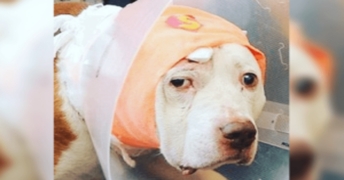Il cane che si è preso un proiettile per il padrone ha bisogno di una casa per sempre
