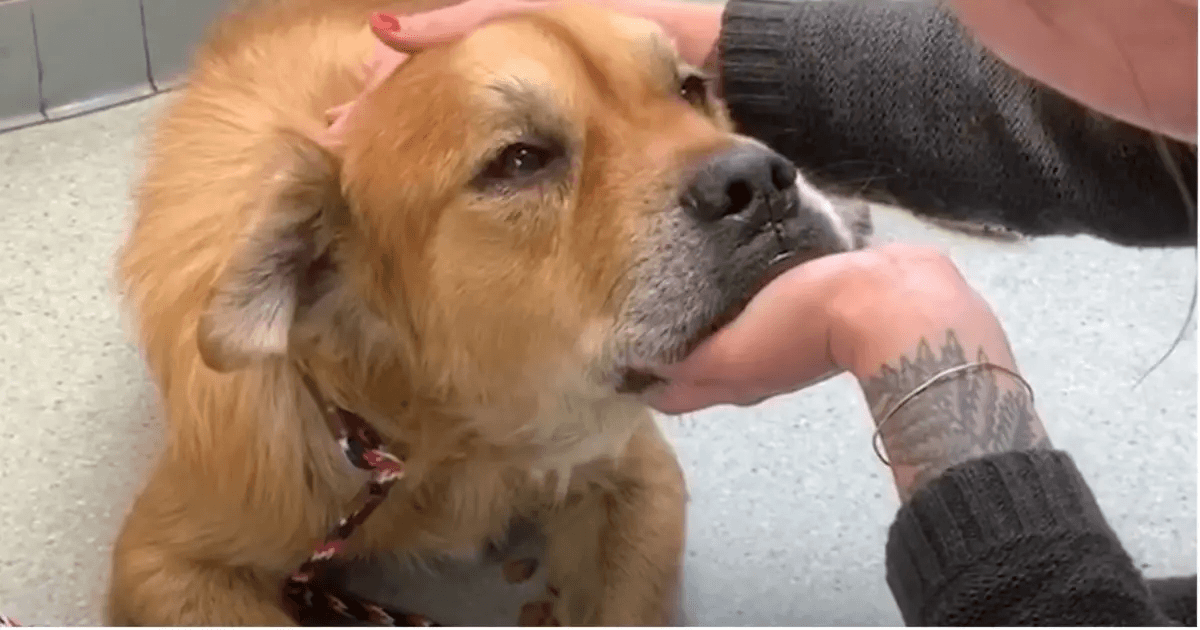 Un cane anziano in un rifugio mette una zampa su una donna e le fa capire che è ora di farlo
