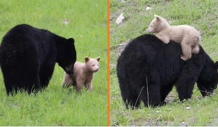 Avvistato un cucciolo di orso color crema mentre gioca con la madre orso nero