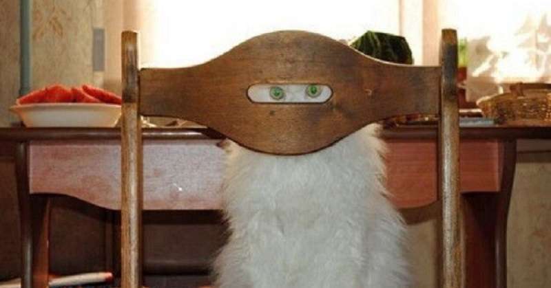 Alcune foto che dimostrano che tutti i gatti sono agenti segreti