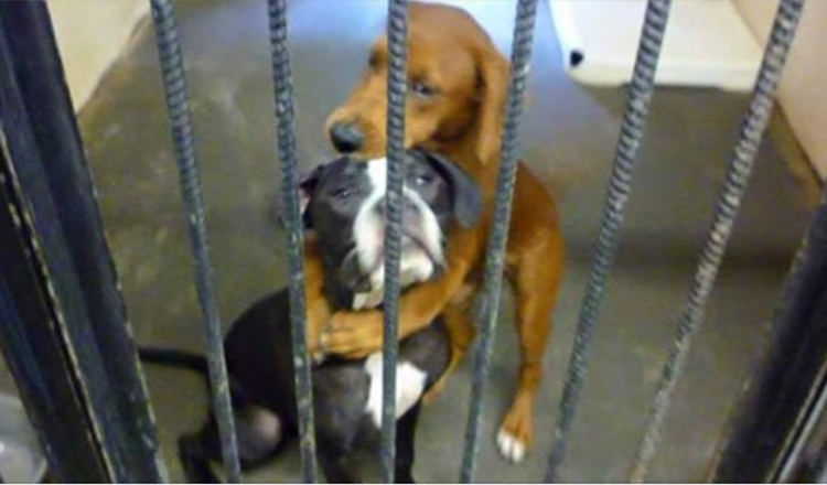 Cane da ricovero abbraccia il suo migliore amico così stretto ore prima dell’eutanasia e salva le loro vite