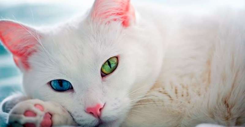 Ho salvato un gattino randagio malato e lui mi ha dato l’indipendenza finanziaria!
