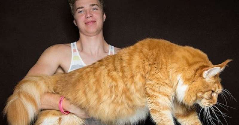 Bestie mistiche: i maestosi Maine Coon nell’obiettivo di Robert Saiki.