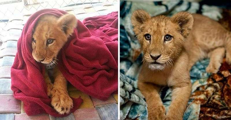 Un cucciolo di leone salvato non riesce a dormire senza una coperta, anche se è adulto