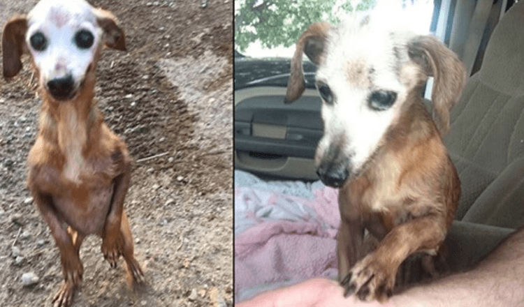Un uomo salva un vecchio cane dalla superstrada, ma la moglie gli dice che non può tenerlo