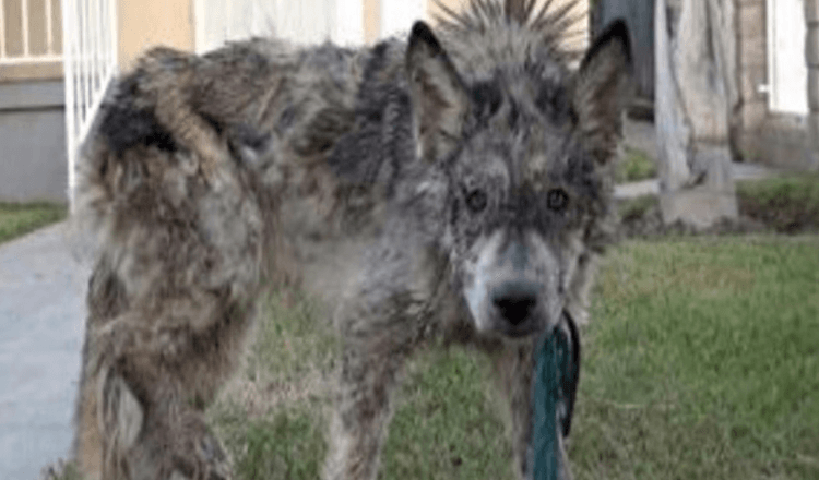 Stavano salvando un cane trascurato ma non era un cane
