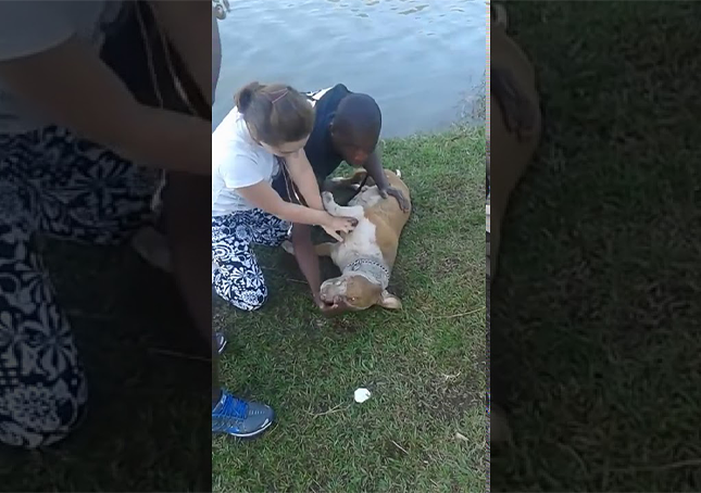 Ha pianto in modo inconsolabile per il suo cane annegato, finché un estraneo non è intervenuto