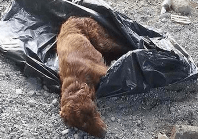Cane legato in un sacco dell’immondizia e lasciato a marcire sul letto di un fiume viene salvato appena in tempo