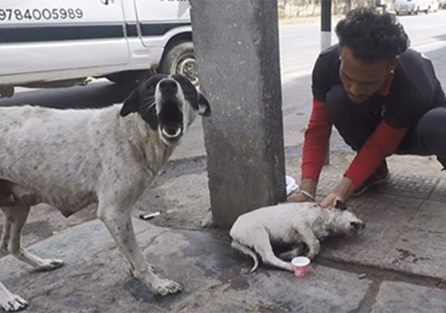 Mamma cane angosciata grida aiuto per il suo cucciolo ferito