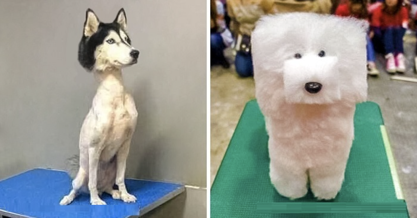 17 volte che i tagli di capelli degli animali domestici sono andati così male da essere esilaranti