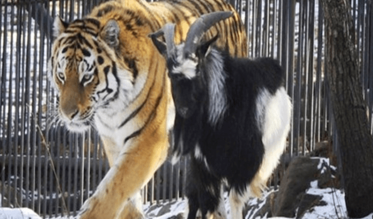 La tigre ha fatto amicizia per tutta la vita con la capra che gli era stata data come cibo