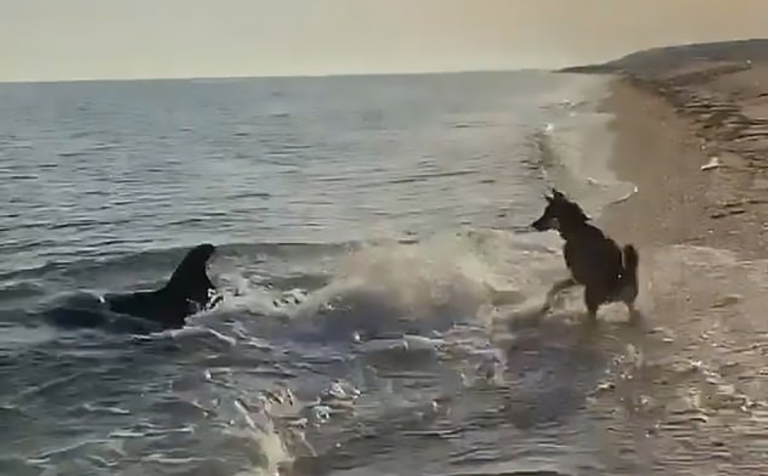 Un incredibile video mostra un cane e un delfino che giocano insieme sulla spiaggia