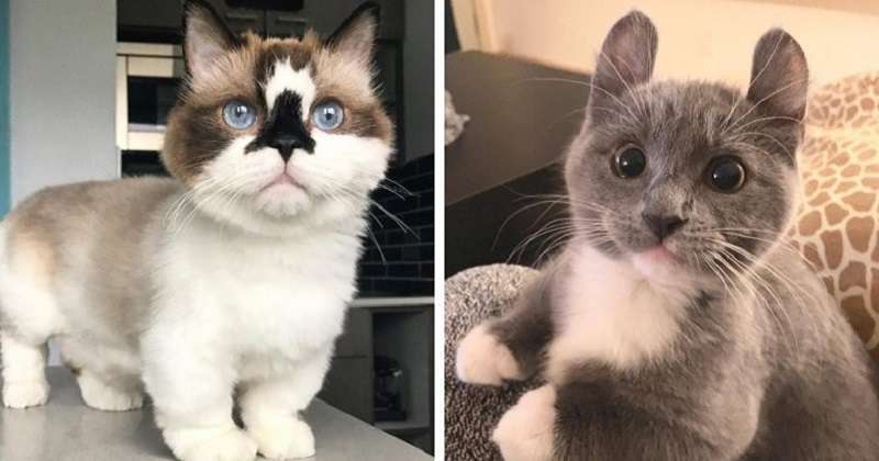 le 12 razze di gatti più piccole del mondo.