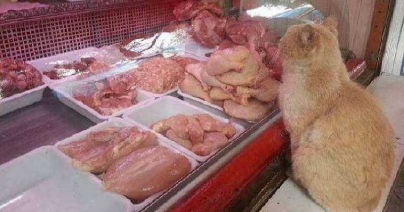 Il gatto chiedeva l’elemosina per la carne nel negozio e la portava via da qualche parte