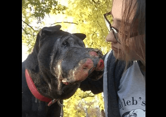 Ragazza salva cane morente e poi le fa capire che è ora di dirgli addio