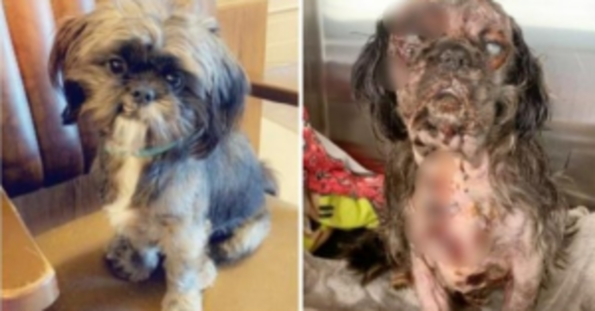 Cane da assistenza trovato a tremare e urlare di dolore dopo che il proprietario si è voltato indietro per qualche istante