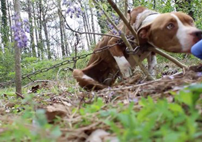 Pit Bull affamato trovato incatenato a un albero diventa un cane dolcissimo