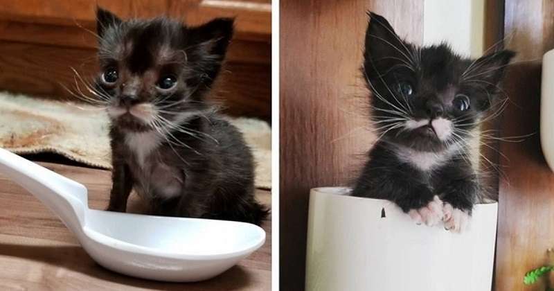 Un gattino grande come un cucchiaio da minestra ha deciso di diventare grande e forte con ogni mezzo.