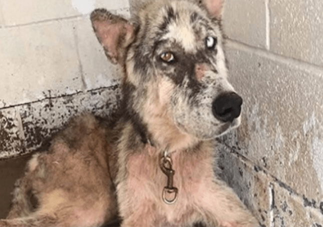 Cane malato arrivato al rifugio come randagio, ma il collare arrugginito intorno al collo raccontava un’altra storia